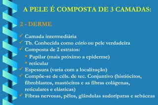 A PELE É COMPOSTA DE 3 CAMADAS: Camada intermediária Tb. Conhecida como  cório  ou pele verdadeira Composta de 2 estratos: 2 - DERME Papilar (mais próximo a epiderme) reticular Espessura (varia com a localização) Compõe-se de céls. de tec. Conjuntivo (histiócitos, fibroblastos, mastócitos e as fibras colágenas,  reticulares e elásticas) Fibras nervosas, pêlos, glândulas sudoríparas e sebáceas 
