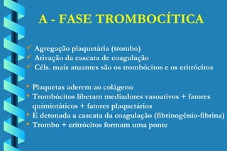 A - FASE TROMBOCÍTICA Agregação plaquetária (trombo) Ativação da cascata de coagulação Céls. mais atuantes são os trombócitos e os eritrócitos Plaquetas aderem ao colágeno Trombócitos liberam mediadores vasoativos + fatores  quimiotáticos + fatores plaquetários É detonada a cascata da coagulação (fibrinogênio-fibrina) Trombo + eritrócitos formam uma ponte 