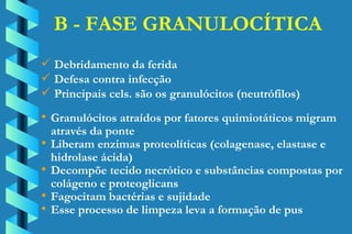 B - FASE GRANULOCÍTICA Debridamento da ferida Defesa contra infecção Principais cels. são os granulócitos (neutrófilos) Granulócitos atraídos por fatores quimiotáticos migram através da ponte Liberam enzimas proteolíticas (colagenase, elastase e  hidrolase ácida) Decompõe tecido necrótico e substâncias compostas por  colágeno e proteoglicans Fagocitam bactérias e sujidade Esse processo de limpeza leva a formação de pus 