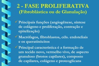 2 - FASE PROLIFERATIVA (Fibroblástica ou de Glanulação) Principais funções (angiogênese, síntese de colágeno e proliferação, contração e epitelização) Macrófagos, fibroblastos, céls. endoteliais  e os queratinócitos Principal característica é a formação de  um tecido novo, vermelho vivo, de aspecto  granuloso (brotos capilares), composto  de capilares, colágeno e proteoglicans 