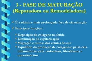 3 - FASE DE MATURAÇÃO (Reparadora ou Remodeladora) É a última e mais prolongada fase de cicatrização Principais funções: Deposição de colágeno na ferida Diminuição da capilarização Migração e mitose das células basais Equilíbrio da produção de colagenase pelas céls. inflamatórias, céls. endoteliais, fibroblastos e  queratinócitos 