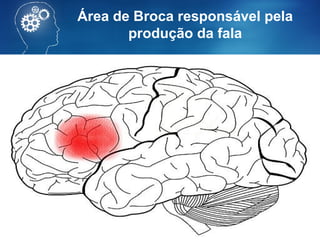 Área de Broca responsável pela
produção da fala
 