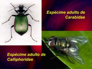 Espécime adulto de Calliphoridae Espécime adulto de Carabidae 