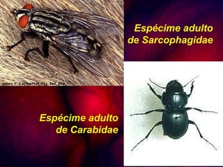 Espécime adulto de Sarcophagidae Espécime adulto de Carabidae 