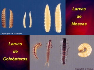 Larvas de Moscas Larvas de Coleópteros 