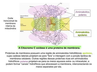A Citocromo C oxidase é uma proteína de membrana.
Proteínas de membrana possuem uma região de aminoácidos hidrofóbicos apolares,
cujas cadeias laterais projetam-se para “fora” e interagem com a porção lipídica de
membrana celulares. Outras regiões dessas proteínas ricas em aminoácidos
hidrofílicos polarespolares projetam-se para os meios aquosos extra- ou intracelular, e
podem formar “canais” hidrofílicos que atravessam a membrana, interconectando os
meios separados por ela.
Corte
transversal da
membrana
interna da
mitocôndria
AminoácidosAminoácidos
apolaresapolares
AminoácidosAminoácidos
polarespolares
 