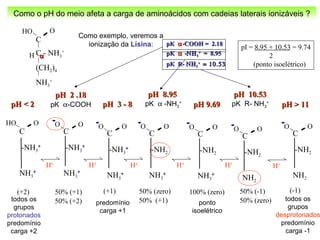 Como o pH do meio afeta a carga de aminoácidos com cadeias laterais ionizáveis ?
Como exemplo, veremos a
ionização da Lisina:
O
C
C - NH3
+
(CH2)4
NH3
+
HO
H αα
pKpK αα--COOH = 2.18COOH = 2.18
pKpK αα --ΝΗΝΗ33
++
= 8.95= 8.95
pK R-pK R- ΝΗΝΗ33
++
= 10.53= 10.53
C
-NH3
++
NH3
++
OHO
todos os
grupos
protonados
predomínio
carga +2
pH < 2pH < 2
pI = 8.95 + 10.53 = 9.74
2
(ponto isoelétrico)
(+2)
H+
pH 3 - 8pH 3 - 8
C
-NH3
++
NH3
++
OO
predomínio
carga +1
(+1)
pH 9.69pH 9.69
H+
C
-NH2
NH3
++
OO
ponto
isoelétrico
100% (zero)
pH > 11pH > 11
H+
todos os
grupos
desprotonados
predomínio
carga -1
C
-NH2
NH2
OO
(-1)
H+
pH 2 .18pH 2 .18
50% (+1)
C
-NH3
++
NH3
++
OO
50% (+2)
pK α-COOH
pH 8.95pH 8.95
H+
pK α -NH3
+
C
-NH2
NH3
++
OO
50% (zero)
50% (+1)
H+
pH 10.53pH 10.53
C
-NH2
NH2
OO
pK R- NH3
+
50% (-1)
50% (zero)
 