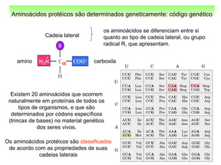 Aminoácidos protéicos são determinados geneticamente: código genético
Existem 20 aminoácidos que ocorrem
naturalmente em proteínas de todos os
tipos de organismos, e que são
determinados por códons específicos
(trincas de bases) no material genético
dos seres vivos.
Cadeia lateral
amino carboxilaα
os aminoácidos se diferenciam entre si
quanto ao tipo de cadeia lateral, ou grupo
radical R, que apresentam.
Os aminoácidos protéicos são classificados
de acordo com as propriedades de suas
cadeias laterais
 