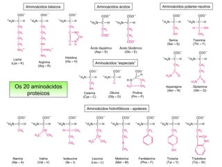 Os 20 aminoácidos
proteicos
Aminoácidos básicos
Lisina
(Lys – K) Arginina
(Arg – R)
Histidina
(His – H)
Aminoácidos ácidos
Ácido Aspártico
(Asp – D)
Ácido Glutâmico
(Glu – E)
Asparagina
(Asn – N)
Glutamina
(Gln – Q)
Serina
(Ser – S)
Treonina
(Thr – T)
Aminoácidos polares neutros
Aminoácidos hidrofóbicos - apolares
Alanina
(Ala – A)
Valina
(Val – V)
Isoleucina
(Ile – I)
Leucina
(Leu – L)
Metionina
(Met – M)
Fenilalanina
(Phe – F)
Tirosina
(Tyr – Y)
Triptofano
(Trp – W)
Aminoácidos “especiais”
Cisteína
(Cys – C)
Glicina
(Gly – G)
Prolina
(Pro – P)
 