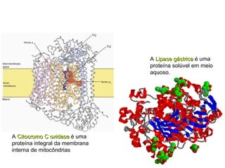 A Citocromo C oxidaseCitocromo C oxidase é uma
proteína integral da membrana
interna de mitocôndrias
A Lipase gástricaLipase gástrica é uma
proteína solúvel em meio
aquoso.
 