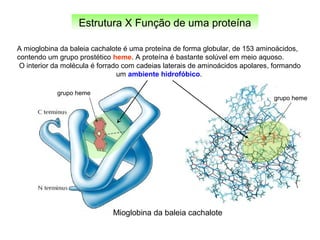 Estrutura X Função de uma proteína
A mioglobina da baleia cachalote é uma proteína de forma globular, de 153 aminoácidos,
contendo um grupo prostético heme. A proteína é bastante solúvel em meio aquoso.
O interior da molécula é forrado com cadeias laterais de aminoácidos apolares, formando
um ambiente hidrofóbico.
grupo heme
grupo heme
Mioglobina da baleia cachalote
 