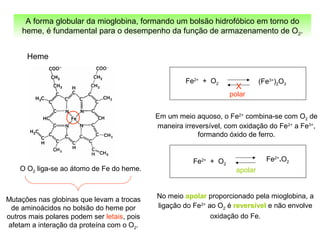 A forma globular da mioglobina, formando um bolsão hidrofóbico em torno do
heme, é fundamental para o desempenho da função de armazenamento de O2.
Heme
O O2 liga-se ao átomo de Fe do heme.
No meio apolar proporcionado pela mioglobina, a
ligação do Fe2+
ao O2 é reversível e não envolve
oxidação do Fe.
Fe2+
+ O2
Fe2+
.O2
apolar
Fe2+
+ O2 (Fe3+
)2O3
polar
X
Em um meio aquoso, o Fe2+
combina-se com O2 de
maneira irreversível, com oxidação do Fe2+
a Fe3+
,
formando óxido de ferro.
Mutações nas globinas que levam a trocas
de aminoácidos no bolsão do heme por
outros mais polares podem ser letais, pois
afetam a interação da proteína com o O2.
 