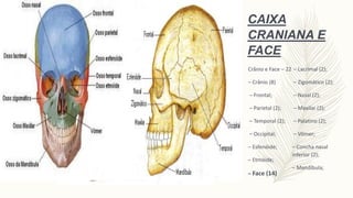 CAIXA
CRANIANA E
FACE
Crânio e Face – 22
– Crânio (8)
– Frontal;
– Parietal (2);
– Temporal (2);
– Occipital;
– Esfenóide;...