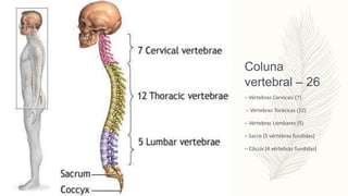 Coluna
vertebral – 26
– Vértebras Cervicais (7)
– Vértebras Torácicas (12)
– Vértebras Lombares (5)
– Sacro [5 vértebras f...