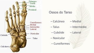 Ossos do Tarso
– Calcâneo
– Talus
– Cubóide
– Navicular
– Cuneiformes
– Medial
– Intermédio
– Lateral
 