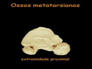 Aula de anatomia i 1ª