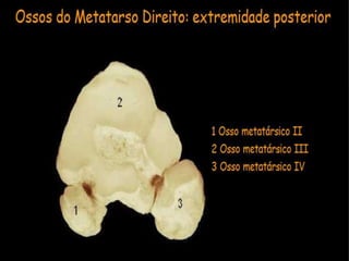Aula de anatomia i 1ª