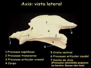 (Processo odontóide pequenono bovino. Quase não tem)