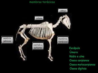 Aula de anatomia i 1ª