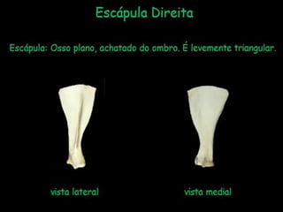 Aula de anatomia i 1ª