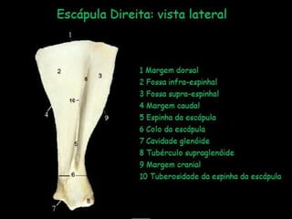 Aula de anatomia i 1ª