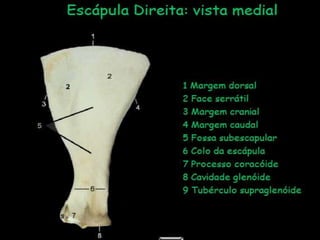Aula de anatomia i 1ª