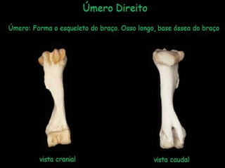 Aula de anatomia i 1ª