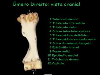 Aula de anatomia i 1ª