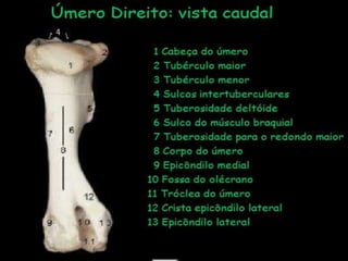 Aula de anatomia i 1ª