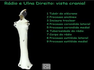 Aula de anatomia i 1ª