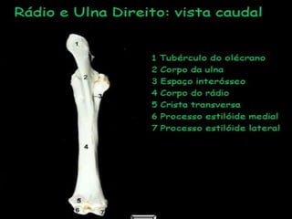 Aula de anatomia i 1ª