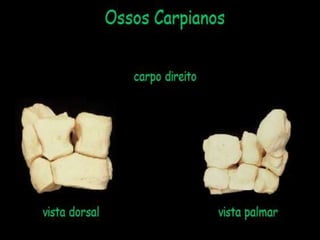 Aula de anatomia i 1ª