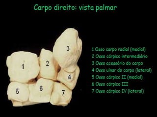 Aula de anatomia i 1ª