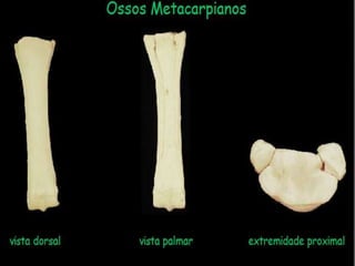 Aula de anatomia i 1ª