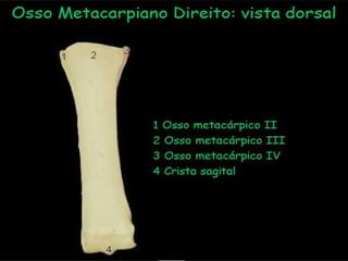Aula de anatomia i 1ª