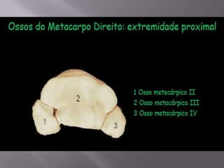 Aula de anatomia i 1ª