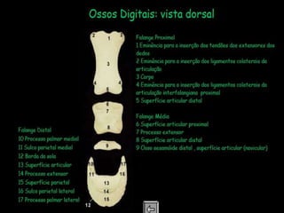 Aula de anatomia i 1ª