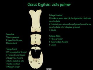 Aula de anatomia i 1ª