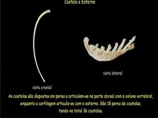 Aula de anatomia i 1ª