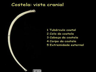 Aula de anatomia i 1ª