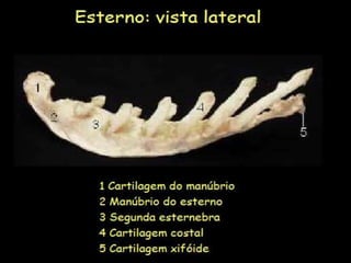 Aula de anatomia i 1ª