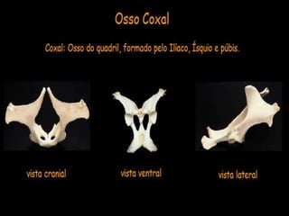 Aula de anatomia i 1ª