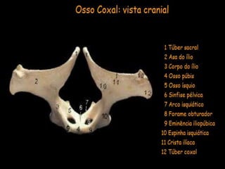 Aula de anatomia i 1ª