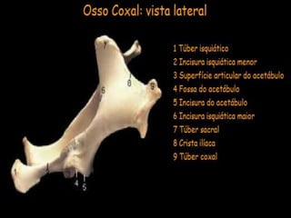 Aula de anatomia i 1ª