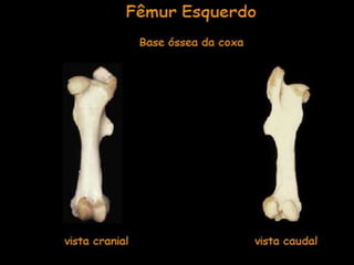 Aula de anatomia i 1ª