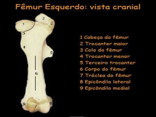 Aula de anatomia i 1ª