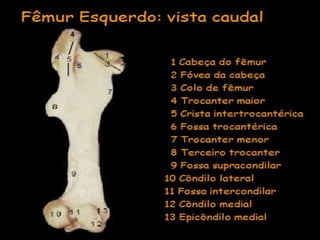 Aula de anatomia i 1ª