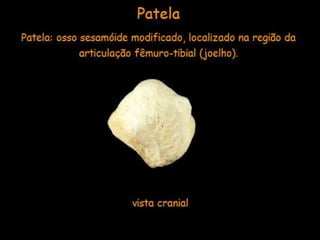 Aula de anatomia i 1ª