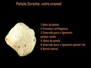 Aula de anatomia i 1ª