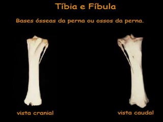 Aula de anatomia i 1ª